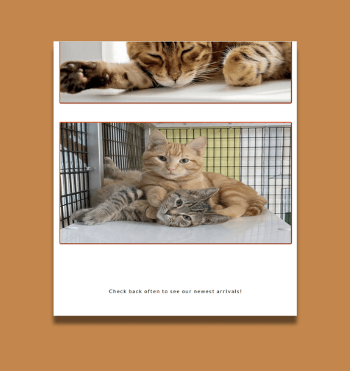 A webpage design built for tablet screens.